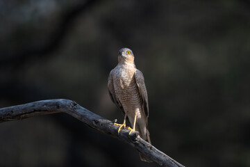 Eurasian sparrowhawk or Accipiter nisus, also known as the northern sparrowhawk or simply the sparrowhawk, observed in Jhalana Leopard Reserve in Rajasthan