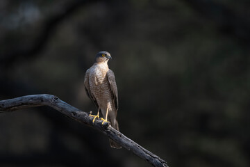 Eurasian sparrowhawk or Accipiter nisus, also known as the northern sparrowhawk or simply the sparrowhawk, observed in Jhalana Leopard Reserve in Rajasthan