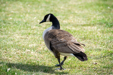 Canadian geese, Branta canadensis on the lake.