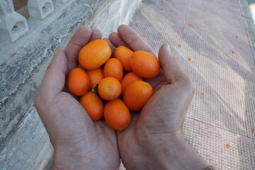 Kumquat is a tiny oval-shaped orange. Chinese mandarin