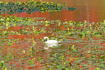 Trumpeter Swan in Autumn Colors