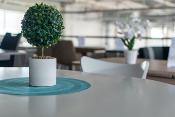 Decorative miniature tree in white pot on white table on blurred background of restaurant interior