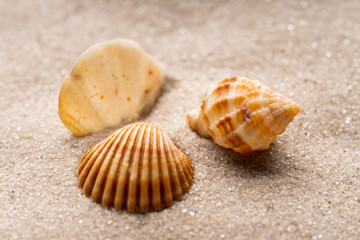 Three beautiful shells lying on the sand. Sea shells on the sand close-up.