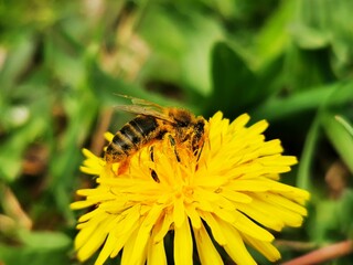 a honey bee collects pollen on a yellow flower