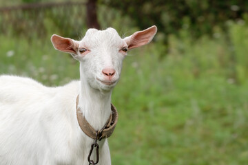 White goat in field.Goats eating grass,goat on a pasture.Portrait little goat.