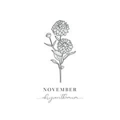 Chrythantemum, November. Hand drawn birth flowers, Vector Graphics. - 775323261