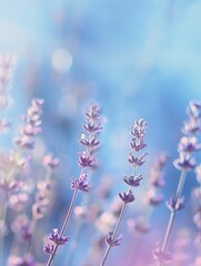 Obraz premium Serenity in purple lavender fields - Soft focus of lavender flowers in a field, invoking calming and tranquil feelings with a pastel purple and blue palette