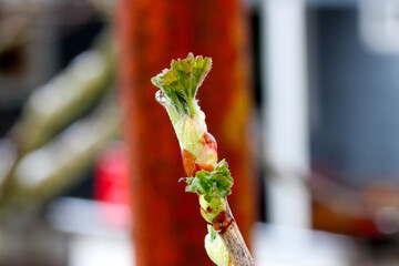 Gooseberry Leaf Bud 01