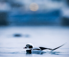 long-tailed duck - 775324213
