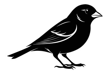 silhouette color image,Finch ,vector illustration,white background