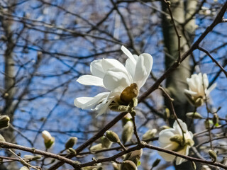 Spring blue sky and white magnolia kobus flowers