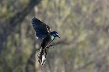 Common Grackles taking over feeder, chasing all other species away in early spring. 