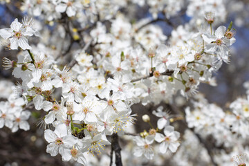 Flowers. Blooming tree.