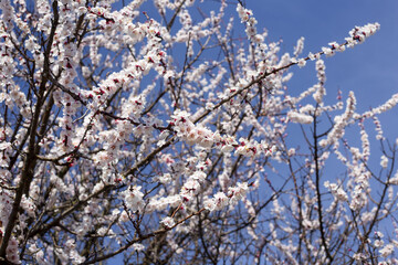 Flowers. Blooming tree.