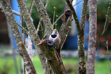 Flicker on Lilac 01