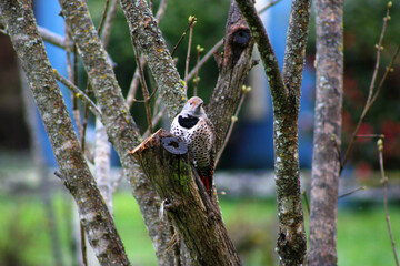 Flicker on Lilac 03