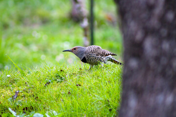 Gilded Flicker in Grass 01