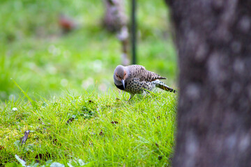 Gilded Flicker in Grass 03