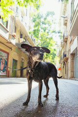 Perro hembra mestizo de edad avanzada de paseo por las calles del barrio de Gracia (Barcelona, España) en una mañana soleada. - obrazy, fototapety, plakaty