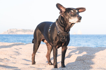 Perro viejo hembra mestizo de paseo en la playa durante la puesta de sol en La Gola de Ter. Perra...