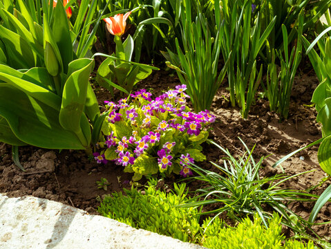 spring garden with tulips and purple primrose