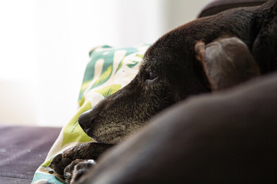 Perro hembra mestiza negra de edad avanzada descansando en su cama sobre el sofá tras ser adoptada en la perrera. Perro mestizo triste.