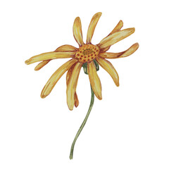 Single arnica montana flower in yellow and orange. Realistic mountain tobacco flowerhead. Hand drawn watercolor clipart for packaging and print in cosmetics, herbal medicine, creams, ointments