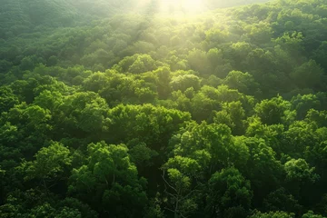 Fotobehang Sunlight cascades over a dense, green forest, highlighting the vibrancy and lushness of the trees © ChaoticMind