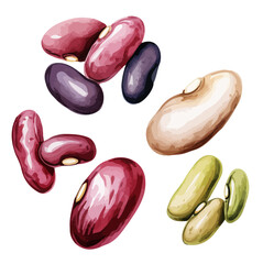 Watercolor vector of set red bean and white beans (food organic healthy), isolated on a white background, Graphic Painting, Drawing clipart, design art.