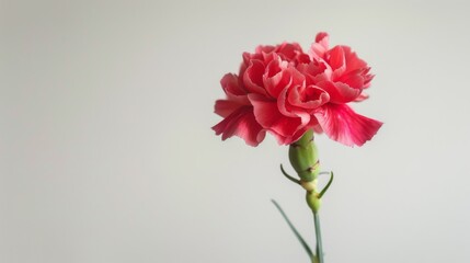Carnation in pink bloom with delicate petals and close-up detail showcasing nature's beauty