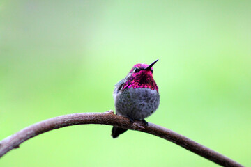 Hummer on Wisteria 08