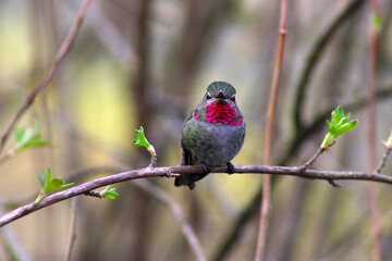 Red-Capped Hummer on Lilac 01