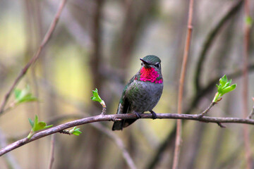 Red-Capped Hummer on Lilac 05