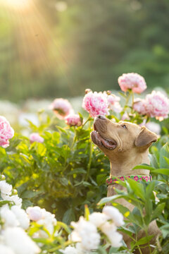 Profile of a red pitbull terrior looking up from a peony garden at dawn