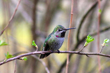 Red-Capped Hummer on Lilac 08