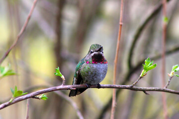 Red-Capped Hummer on Lilac 10