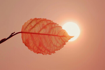 Leaf silhouette against sunset, interplay of light and texture