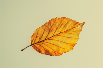 Isolated autumn leaf on pale background, simplicity in nature