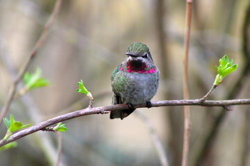 Red-Capped Hummer on Lilac 16