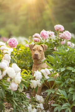 A terrier dog surrounded by peony flowers