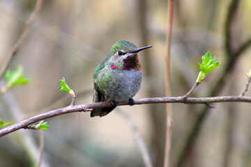 Red-Capped Hummer on Lilac 19