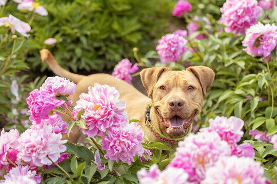 A happy pitbull dog standing in a garden filled with pink peonies in Spring