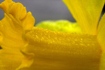 Waterdrop Daffodil 02
