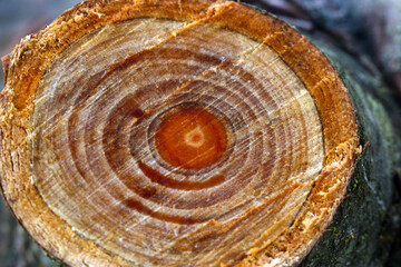 Apple Tree Ring Abstract 03