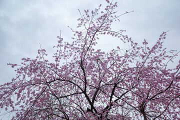 雨上がりの4月に彩度を落として枝垂れ桜の儚さを撮影