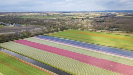 Tulip agricultural fields aerial view from drone. beginning of season as pretty colour flowers bloom planted in rows in Dutch fields. traditional icon of Holland Netherlands popular with tourists  - 775336607