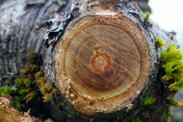 Apple Tree Ring Abstract 08