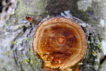 Apple Tree Ring Abstract 10
