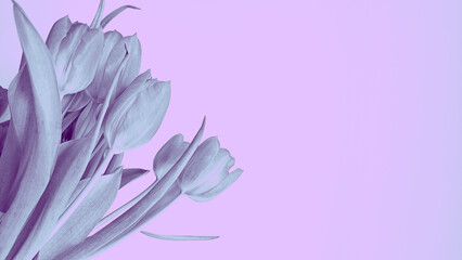 Bouquet of spring  tulips on a violet background
