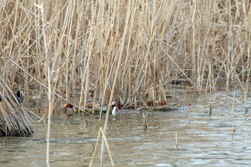 Grebe duck on the nest